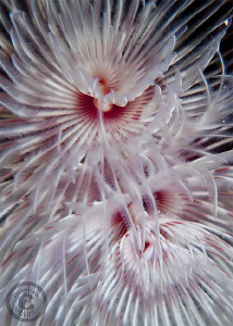 Tube worm closeups.  Canon G10, dual Inon UCL165 and dual... by Stephen Holinski 
